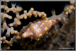 I was looking for pigmy seahorses but found this cowries ... by Yves Antoniazzo 